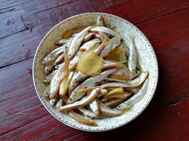 觀賞魚小白魚（養(yǎng)護小白魚需要注意以下幾點，適合初學(xué)者養(yǎng)護小白魚）