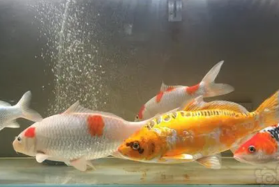 云南雷龍魚品種圖片:云南雷龍魚,神秘而迷人的水族瑰寶 龍魚百科 第3張 云南雷龍魚品種圖片:云南雷龍魚,神秘而迷人的水族瑰寶 云南雷龍魚品種圖片:云南雷龍魚,神秘而迷人的水族瑰寶 龍魚百科 第3張