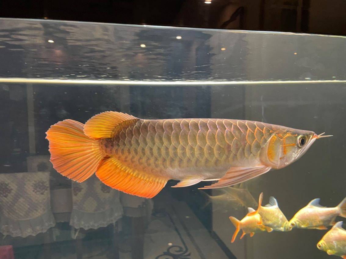 2025年2月19日入缸