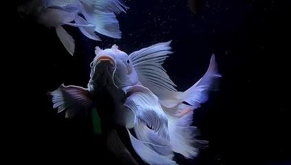 普身蝴蝶鯉品相(普身蝴蝶鯉品相關鍵點總結:普身蝴蝶鯉品相關鍵點總結) 蝴蝶鯉百科 第2張 普身蝴蝶鯉品相(普身蝴蝶鯉品相關鍵點總結:普身蝴蝶鯉品相關鍵點總結) 普身蝴蝶鯉品相(普身蝴蝶鯉品相關鍵點總結:普身蝴蝶鯉品相關鍵點總結) 蝴蝶鯉百科 第2張