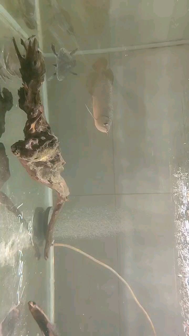 入缸第三天。