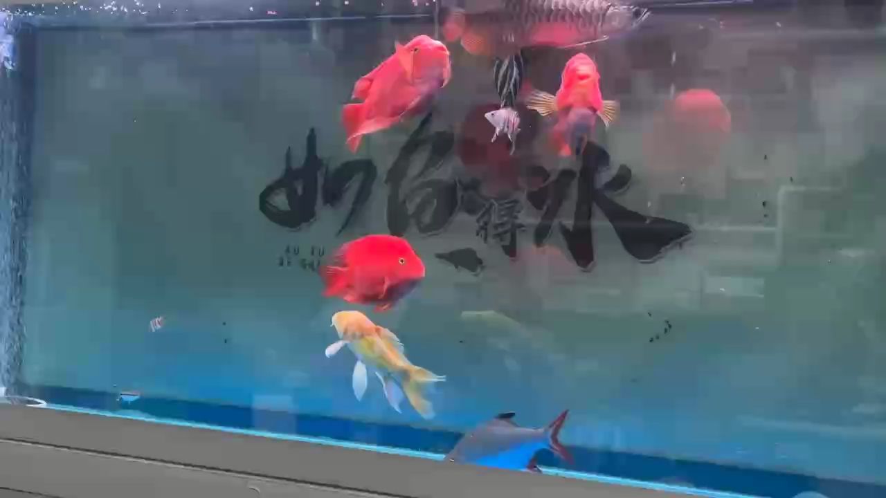 Day、21 不怕大魚了，但是褪紋