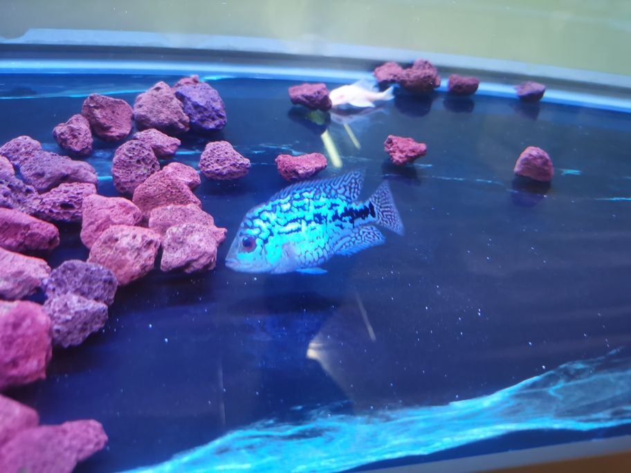 阿泰進入瓶頸期了，頭部沒什么大的發(fā)展！繼續(xù)攻頭吧！