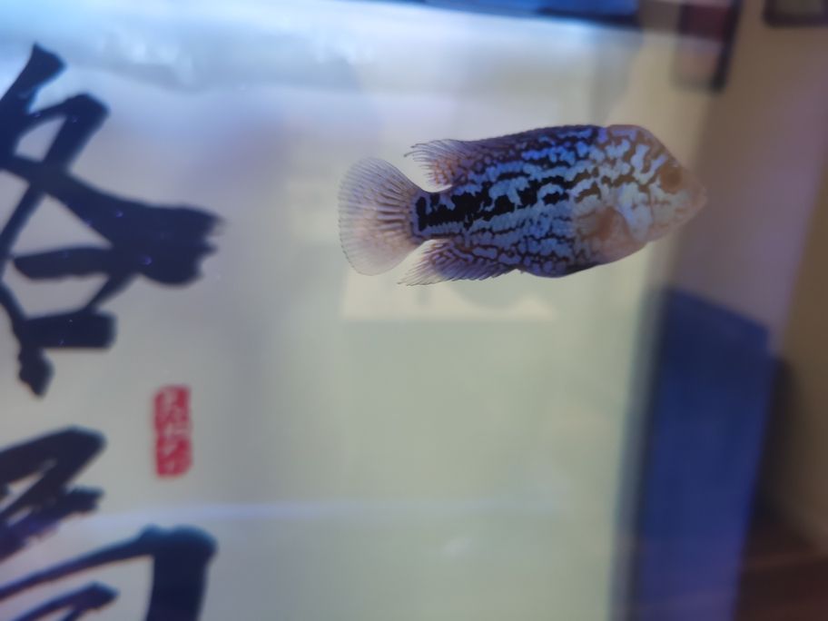 阿泰進(jìn)入瓶頸期了，頭部沒什么大的發(fā)展！繼續(xù)攻頭吧！
