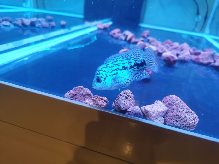 阿泰進(jìn)入瓶頸期了，頭部沒什么大的發(fā)展！繼續(xù)攻頭吧！