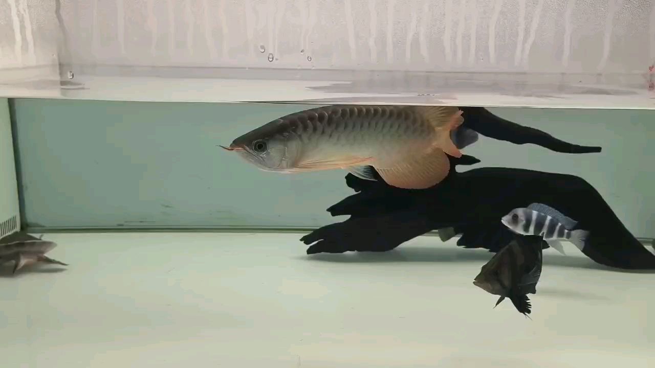 32+小紅龍