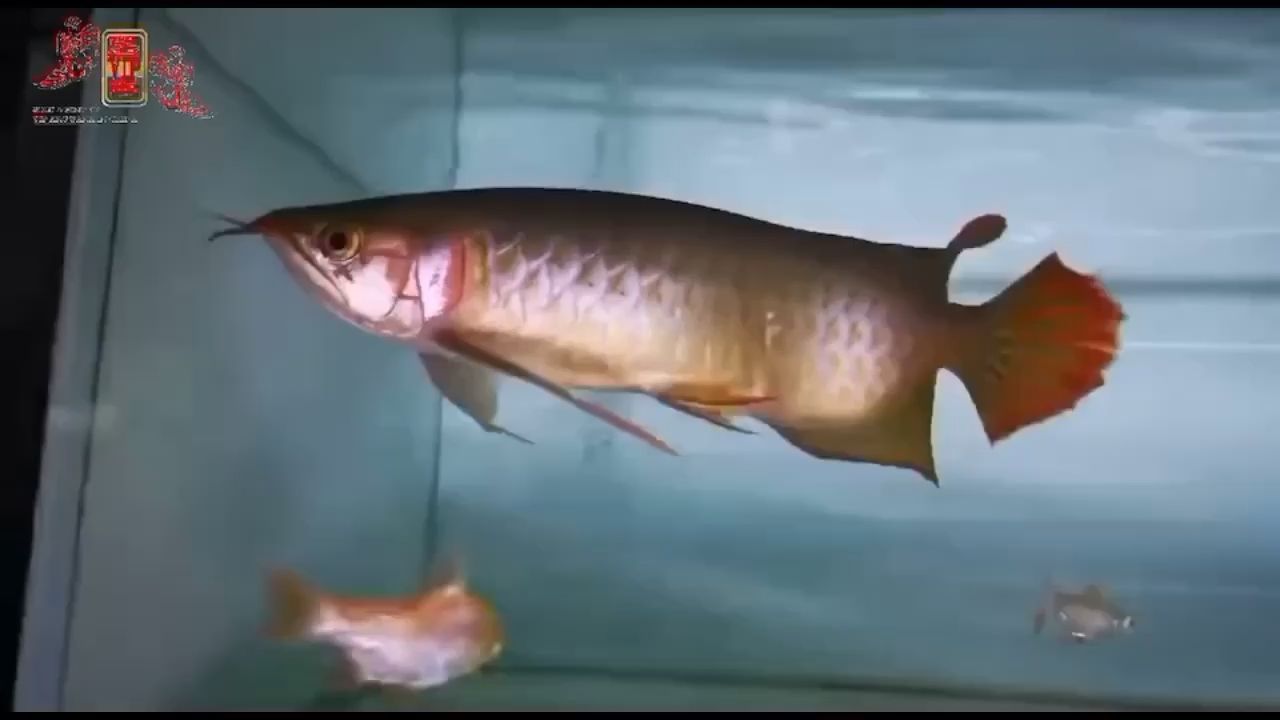 南京魚缸維護電話多少號 南京魚缸維護電話多少號碼