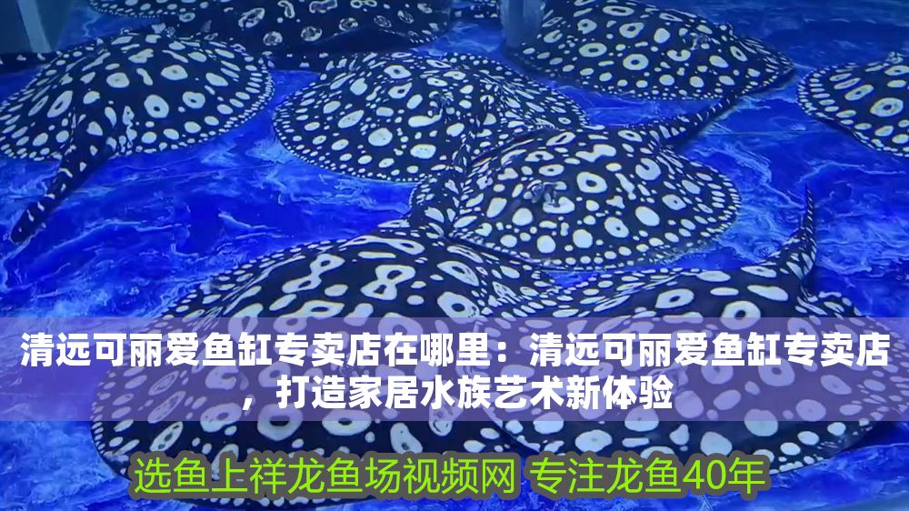 清遠可麗愛魚缸專賣店在哪里：清遠可麗愛魚缸專賣店，打造家居水族藝術新體驗