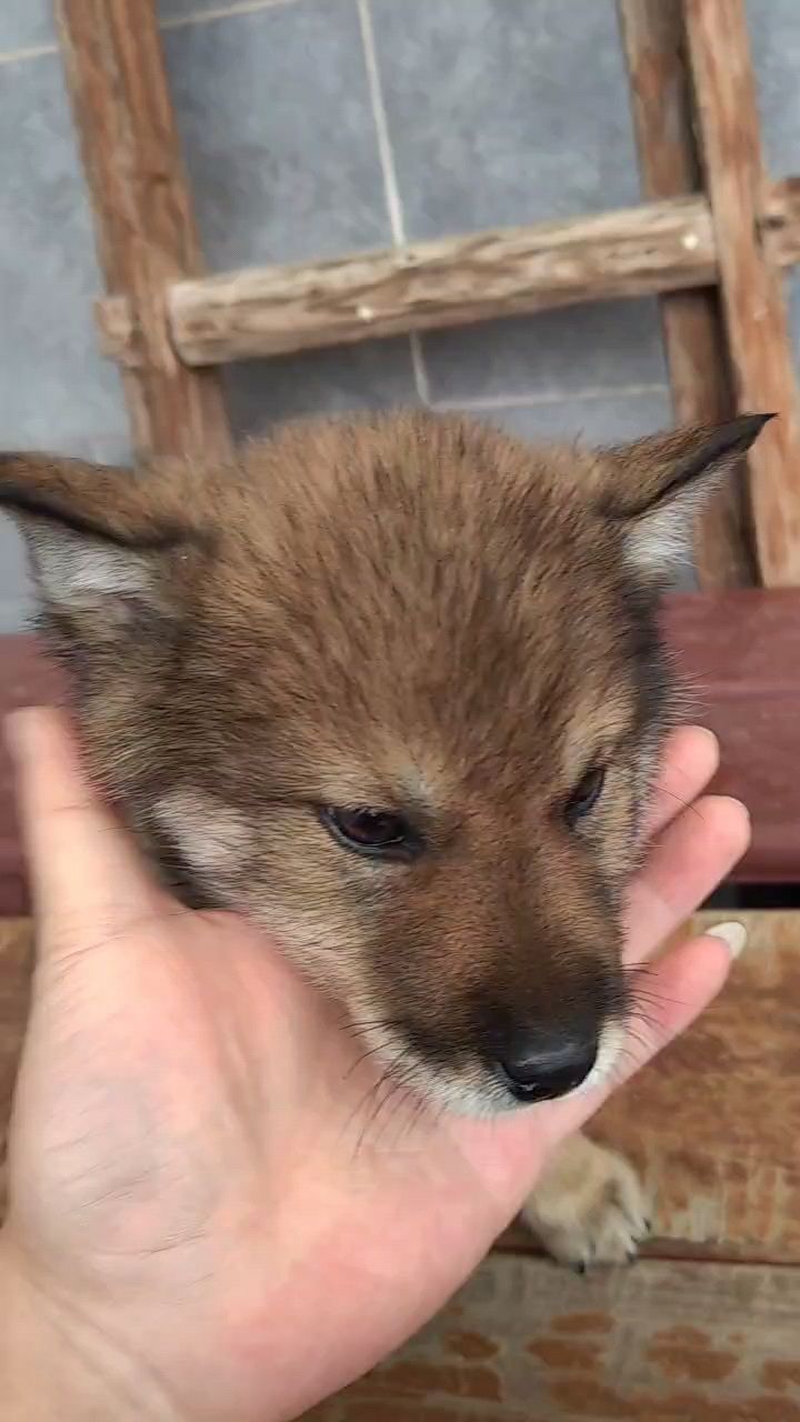 青龍小皮球