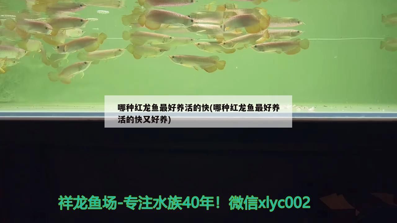 哪種紅龍魚最好養活的快(哪種紅龍魚最好養活的快又好養)