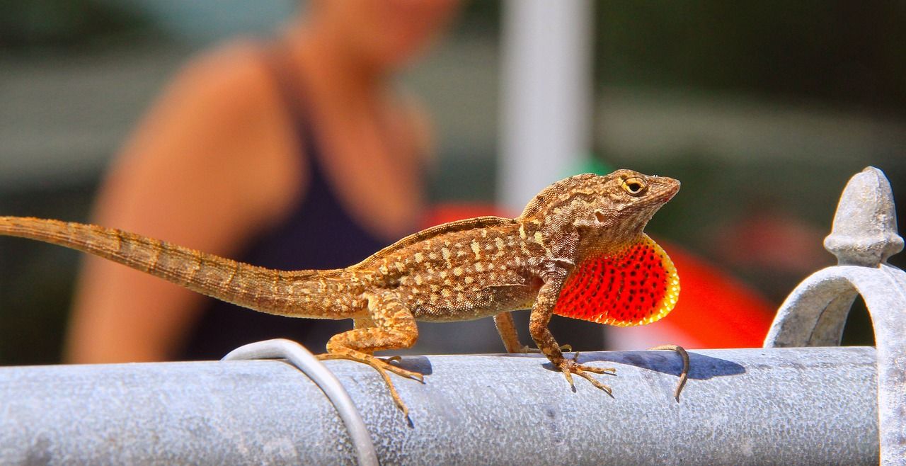 茂名水族批發(fā)市場都在哪里？(茂名水族批發(fā)市場都在哪里進貨)