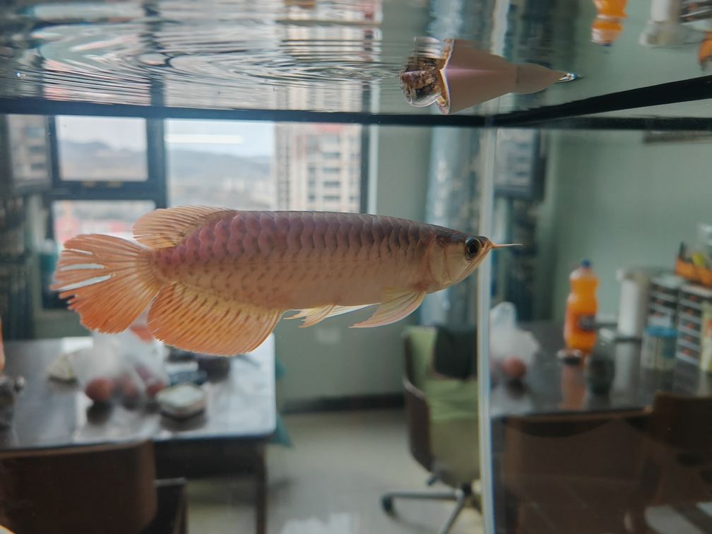 這是紅龍么？想問紅龍打架的問題。