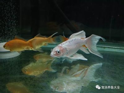 蝴蝶鯉充血放什么藥最好（蝴蝶鯉充血原因分析） 蝴蝶鯉充血放什么藥最好（蝴蝶鯉充血原因分析） 蝴蝶鯉百科 第2張