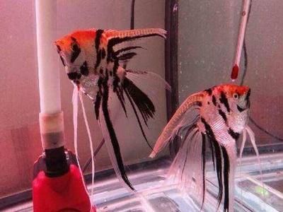觀賞魚長尾巴怎么回事（觀賞魚的尾巴長度是由其基因決定的，飼養注意事項）