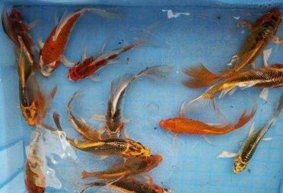 觀賞魚(yú)長(zhǎng)尾巴怎么回事（觀賞魚(yú)的尾巴長(zhǎng)度是由其基因決定的，飼養(yǎng)注意事項(xiàng)）