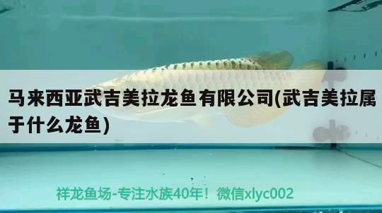 馬來西亞武吉美拉龍魚有限公司(武吉美拉屬于什么龍魚)