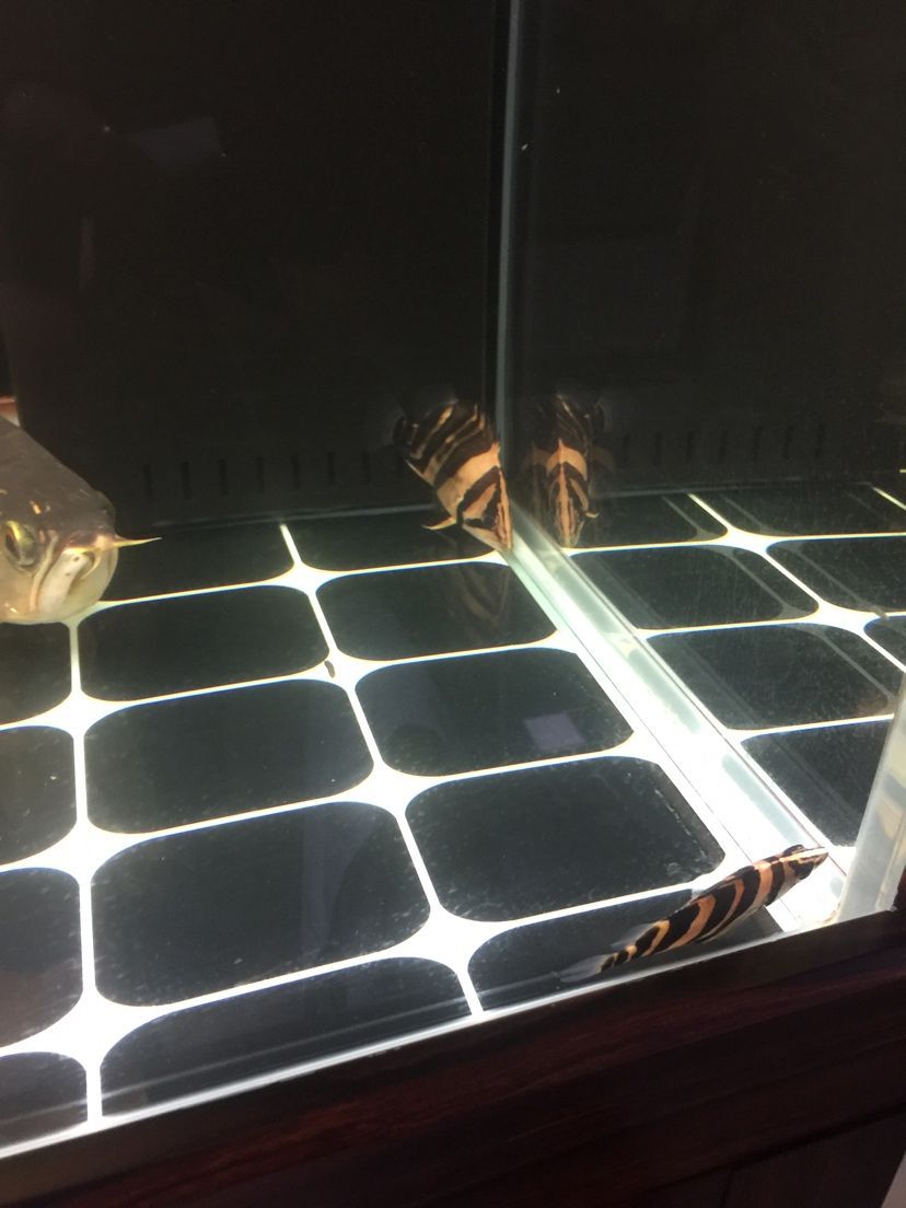 山南水族館龍魚之家圈 山南水族館龍魚之家圈 龍魚之家 第1張