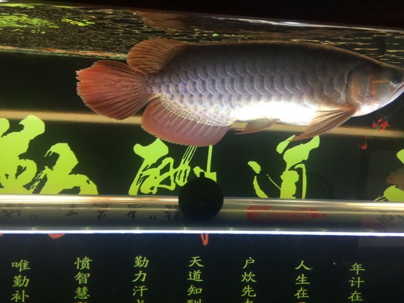 山南水族館龍魚之家圈 山南水族館龍魚之家圈 龍魚之家 第3張