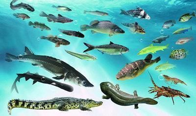 觀賞魚類養(yǎng)殖課件（c海水觀賞魚的養(yǎng)護(hù)秘籍）