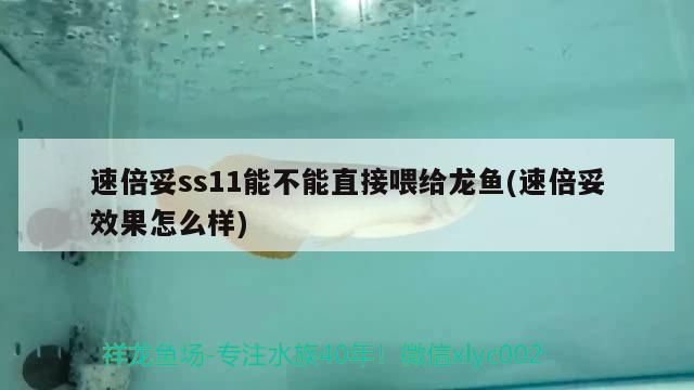 速倍妥ss11能不能直接喂給龍魚(速倍妥效果怎么樣)