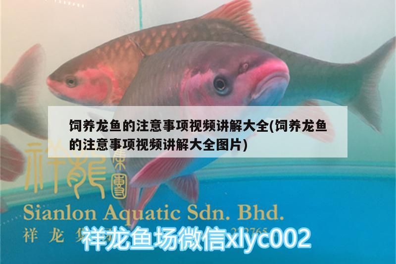 飼養龍魚的注意事項視頻講解大全(飼養龍魚的注意事項視頻講解大全圖片)