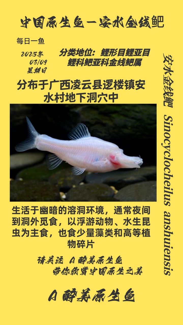 安水金線鲃