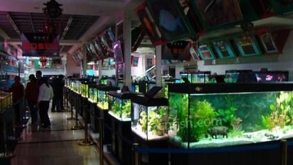 大魯?shù)曩u觀賞魚在哪（北京市朝陽區(qū)黑莊戶鄉(xiāng)大魯?shù)陽|街( 大魯?shù)曩u觀賞魚在哪（北京市朝陽區(qū)黑莊戶鄉(xiāng)大魯?shù)陽|街( 和興紅龍 第4張