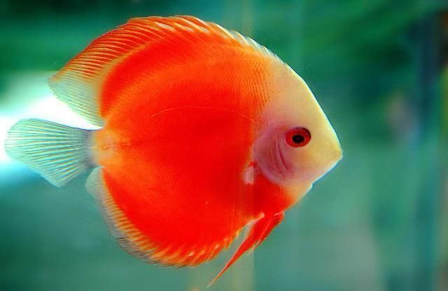 魚尾充血最快消除方法（觀賞魚尾充血怎么辦）