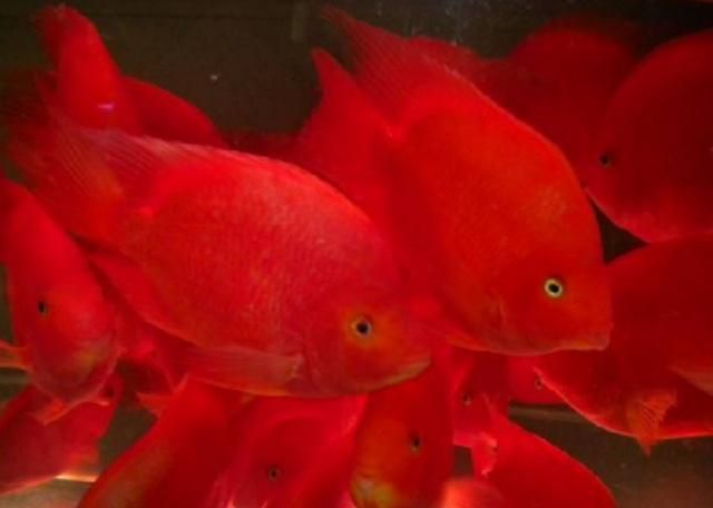 魚尾充血最快消除方法（觀賞魚尾充血怎么辦）