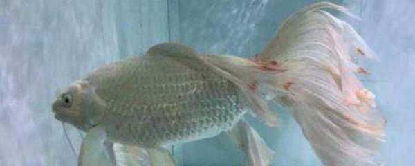 蝴蝶鯉魚繁殖過程（蝴蝶鯉魚的繁殖技術(shù)）
