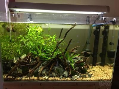 60的魚缸8個厚需要加拉筋嗎：60cm高的魚缸8個厚不需要加拉筋