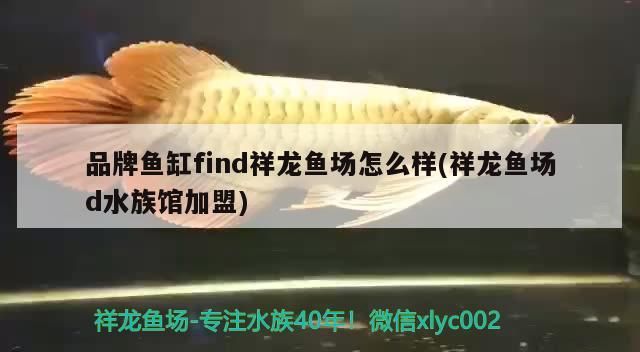 品牌魚缸find祥龍魚場怎么樣(祥龍魚場d水族館加盟)