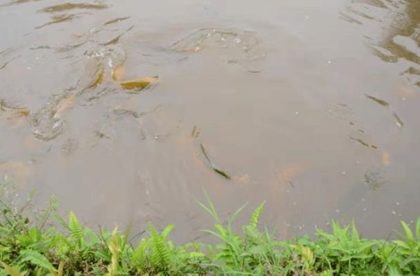 龍魚吃什么飼料比較好方丹vs祥龍魚場：方丹vs祥龍魚場自制龍魚飼料方法自制龍魚飼料方法