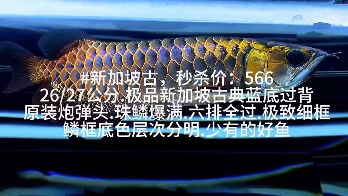 #新加坡古典秒殺價(jià)：566 26/27公