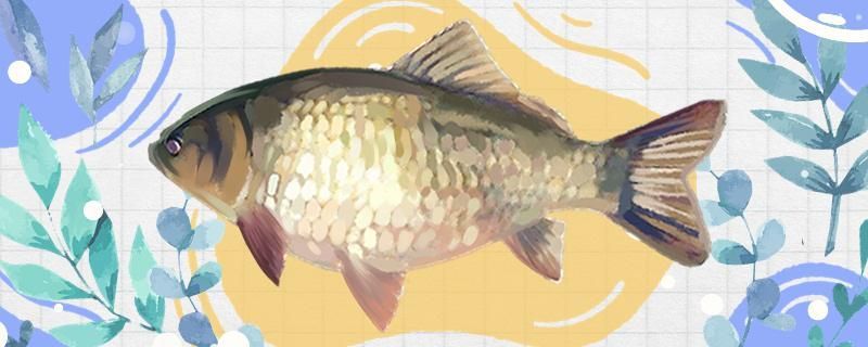 自己做大型魚缸怎么做好看（自己做大型魚缸怎么做好看又簡單） 自己做大型魚缸怎么做好看（自己做大型魚缸怎么做好看又簡單） 赤元素
