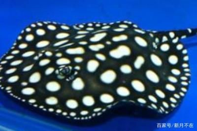 黑白魟魚和皇冠的區(qū)別：黑白魟魚與皇冠的區(qū)別