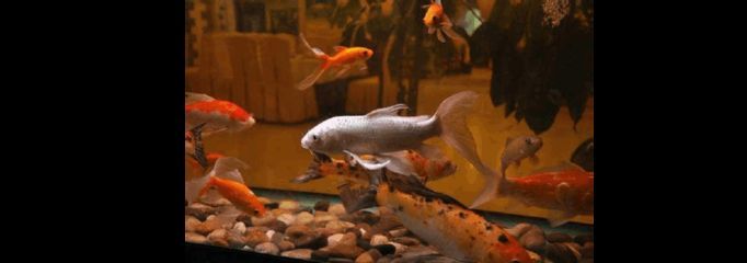觀賞魚值錢（血紅龍魚的飼養(yǎng)秘籍血紅龍魚的飼養(yǎng)秘籍血紅龍魚的飼養(yǎng)秘籍）