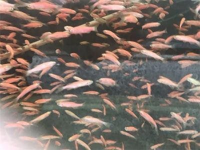 觀賞魚值錢（血紅龍魚的飼養(yǎng)秘籍血紅龍魚的飼養(yǎng)秘籍血紅龍魚的飼養(yǎng)秘籍）