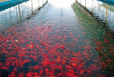 觀賞魚值錢（血紅龍魚的飼養(yǎng)秘籍血紅龍魚的飼養(yǎng)秘籍血紅龍魚的飼養(yǎng)秘籍）