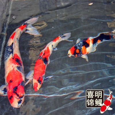 龍鳳錦鯉長(zhǎng)大以后的樣子（錦鯉成年后的顏色變化）