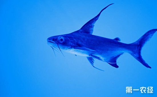 成吉思汗魚建不建議養（成吉思汗魚是否適合養？）