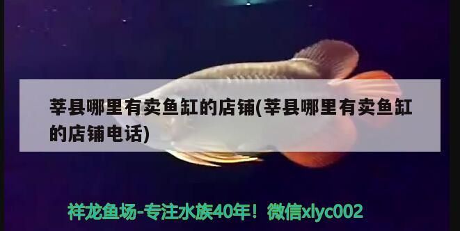 莘縣哪里有賣魚缸的店鋪(莘縣哪里有賣魚缸的店鋪電話)