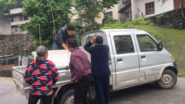 虎魚苗飼料選擇與消毒技巧，虎魚苗飼料選擇與消毒技巧摘要