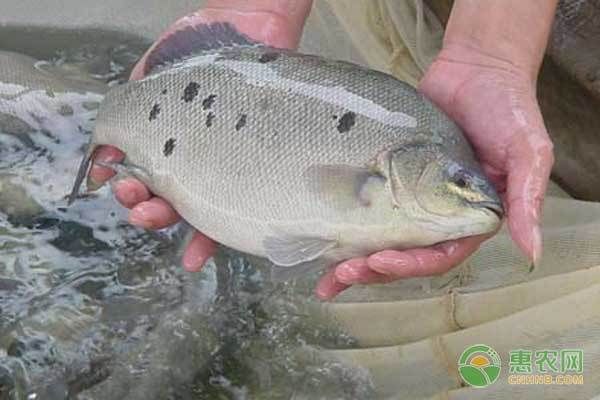 仟湖魚缸官網(仟湖魚缸官網售后電話)