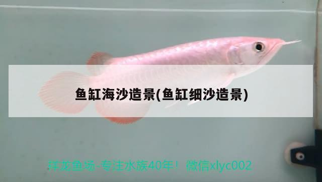 龍魚廠家哪家好 國內龍魚經銷商