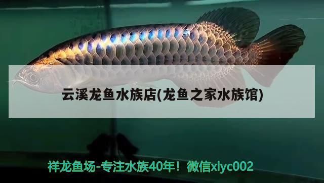 云溪龍魚水族店(龍魚之家水族館)