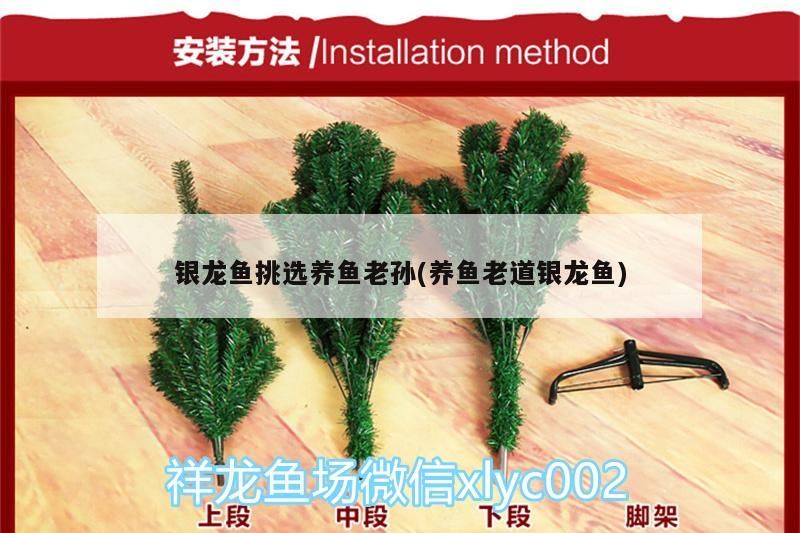 銀龍魚挑選養(yǎng)魚老孫(養(yǎng)魚老道銀龍魚)