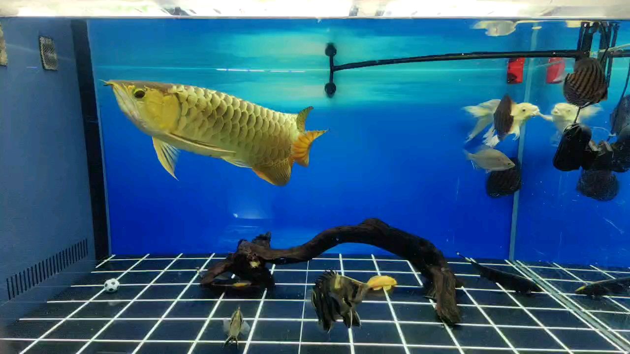 快樂的周末 快樂的周末 龍魚論壇 第1張
