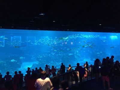 水族館什么意思（水族館不僅是欣賞美麗水生生物的好地方，也是一個重要的教育項目）