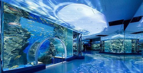 水族館什么意思（水族館不僅是欣賞美麗水生生物的好地方，也是一個重要的教育項目）